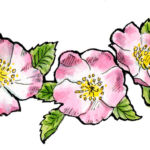 Ann Moss  by Roger Clarke