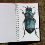 CCC book page, beetle